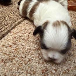 Huckleberry - Brindle and white male Mal-Shi puppy in Calhan, Colorado from Millennium Falcon Kennels