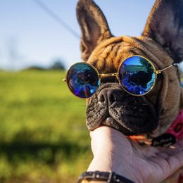 French Bulldog All Grown Up from Phoenix Rising