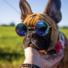 French Bulldog All Grown Up from Phoenix Rising