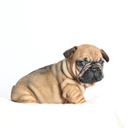 Max - Fawn male French Bulldog puppy in Keeseville, New York from Big Sky Frenchies