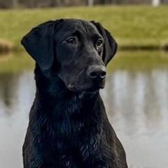 Pearl - Labrador Retriever
