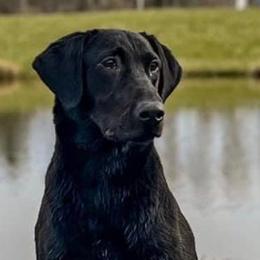 Pearl - Labrador Retriever