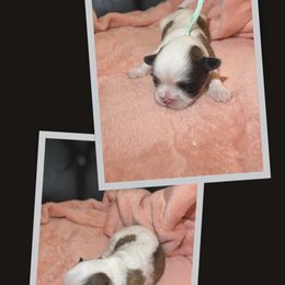 Shih Tzu Puppies from Ren