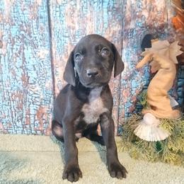 Boy 2 - Black male German Shorthaired Pointer puppy in Laporte, Minnesota from Northern Odyssey Gun Dogs