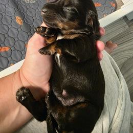 Poppy - Black and tan female Dachshund puppy in Oklahoma from Wilkinson’s Waggish Weiner Dogs