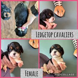 Pink tri - Tri-color female Cavalier King Charles Spaniel puppy in Greenleaf, Wisconsin from Ledgetop Family Cavaliers