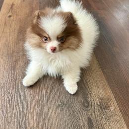 Girl 1 - Tri-colored female Pomeranian puppy in Minooka, Illinois from Sheree’s Pomeranians