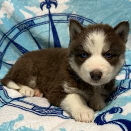 AKC Maple - Red and white female Siberian Husky puppy in Centreville, Maryland from Huskies By the Bay