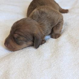 Bella - Chocolate and tan female Dachshund puppy in Waddell, Arizona from The Bearded Companions