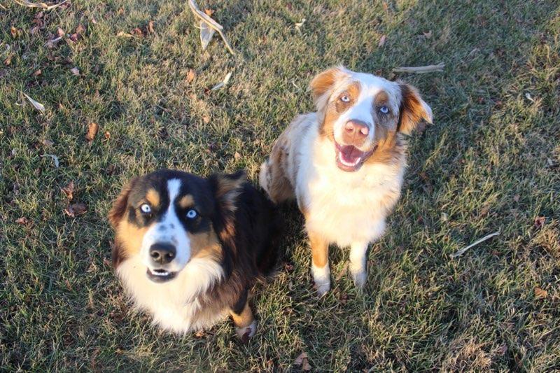 Sweetser Shepherds in Indiana Australian Shepherd puppies Good Dog