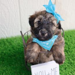 Missy - Wheaten female Whoodle puppy in Smallett, Missouri from Leshas Whoodles