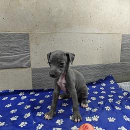 Gabriele - Blue male Italian Greyhound puppy in Dallas, Texas from Oremor's