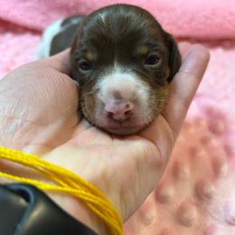 Libby - Piebald female Dachshund puppy in Haughton, Louisiana from Double Shot Dachshunds