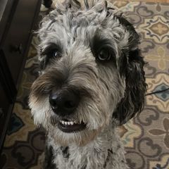 Genie - Double Doodle