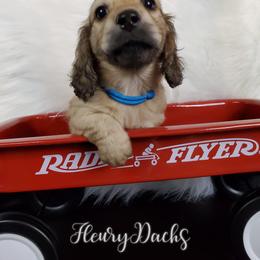 Dachshund Puppies from FleuryDachs