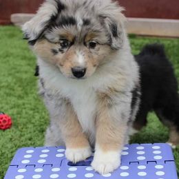 Australian Shepherd, Miniature Australian Shepherd, and Toy Australian Shepherd Puppies from Litton's Aussies
