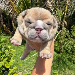 Skye - Lilac tri-color female Bulldog puppy in Hobe Sound, Florida from Amanda’s Bullies