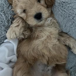 Goldendoodle Puppies from Yorks and doodles