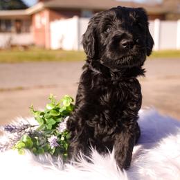 Ares - Phantom male Goldendoodle puppy in Portsmouth, Virginia from Hopping Howlers Ranch