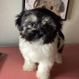 Girl 2 - Black and white female Shorkie puppy in Boca Raton, Florida from Tina-Marie's Pups