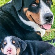 Greater Swiss Mountain Dogs from Cherished Greater Swiss Mountain Dogs