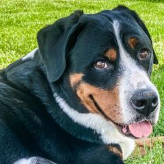 Greater Swiss Mountain Dogs from Cherished Greater Swiss Mountain Dogs