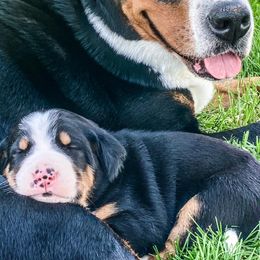 Greater Swiss Mountain Dogs from Cherished Greater Swiss Mountain Dogs