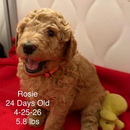 Rosie (Ruby)- Red Pure Poodle, Smaller Standard Poodle - Red  female Poodle puppy in Sacramento, California from Robinsnest Poodles