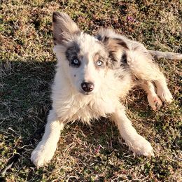 Border Collie Puppies from Bond Border Collies
