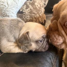 Mochi with OFA parents - Fawn and white female French Bulldog puppy in Billings, Montana from Yellowstone Frenchies