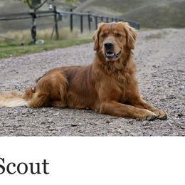 Golden Retriever All Grown Up from Jesse Hinckley's Golden Retrievers