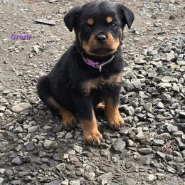 Greta - Black and mahogany female Rottweiler puppy in Tangent, Oregon from Raya's Royals