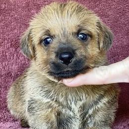 Gray Collar Boy - Red male Norfolk Terrier puppy in Bristol, Tennessee from Holston Hollow Farm