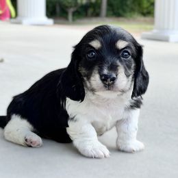 Dachshund Puppies from RRD