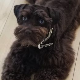 Miniature Schnauzers from Schnauzers Northwest