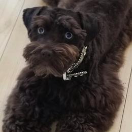 Miniature Schnauzers from Schnauzers Northwest