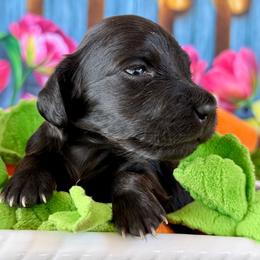 Blicky ( black boy) - Black male Dachshund puppy in Orlando, Florida from Weiner Wunderland of Central Florida