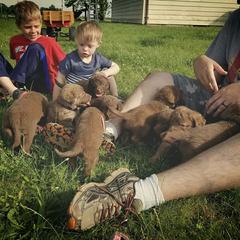 Chesapeake Bay Retriever Puppies from Twin Oak's Chesapeakes