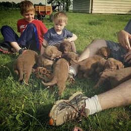 Chesapeake Bay Retriever Puppies from Twin Oak's Chesapeakes