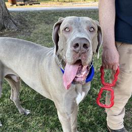 Knox - Great Dane