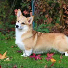 Bessy - Pembroke Welsh Corgi