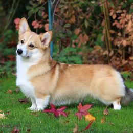 Bessy - Pembroke Welsh Corgi