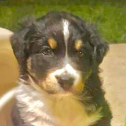 Lance - Black tri-color male Australian Shepherd puppy in Cypress, Texas from Cypress Aussies
