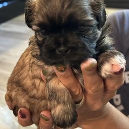 Shih Tzu Puppies from Shihtzus by Shattuck
