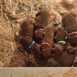 Purple girl - Chocolate female Labrador Retriever puppy in Astoria, Oregon from Tahoma Sunrise