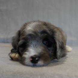 Aussiedoodle and Bernedoodle Puppies from VESBACH DOODLE VALLEY FARMS