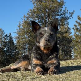 Australian Cattle Dogs from Firecreek Farm & Designs