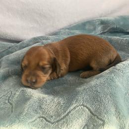 Shaded cream girl - Cream female Dachshund puppy in Wolf Lake, Indiana from Canisteo Dachshunds