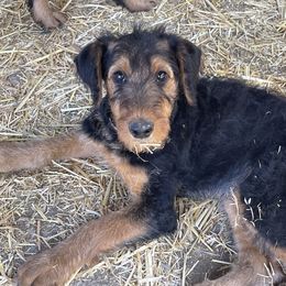 Airedale Terrier Puppies from Seaquest Airedales