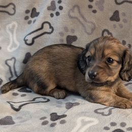 Creme Brulee - Cream female Dachshund puppy in Pelion, South Carolina from Doitsujin Dachshunds